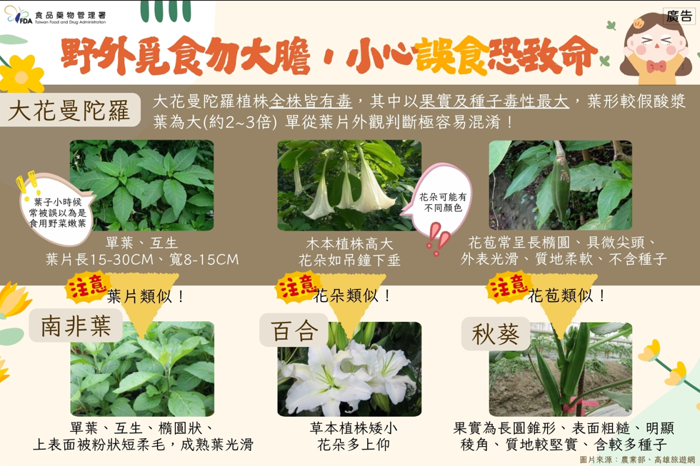 大花曼陀羅宣導文宣